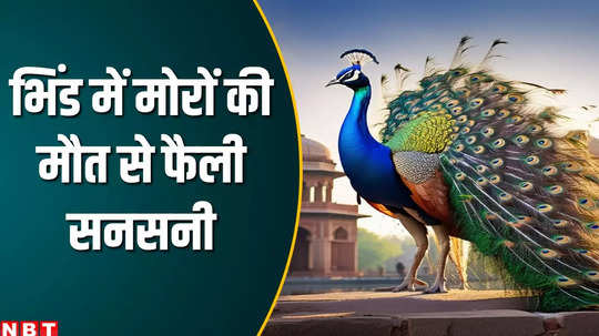 peacocks died mysteriously in bhind what did the forest department team say