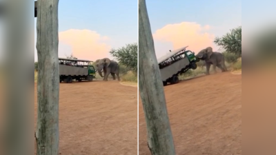 Jungle Safari Ka Video: जंगल सफारी में हाथी ने सूंड से उठा ली पर्यटकों से भरी गाड़ी, गजराज के भयानक गुस्से का वीडियो वायरल