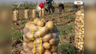 Potato Farming : অকাল বৃষ্টিতে ফের চিন্তায় আলুচাষিরা