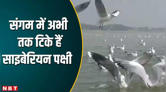 siberian migratory birds seen at triveni sangam up news video