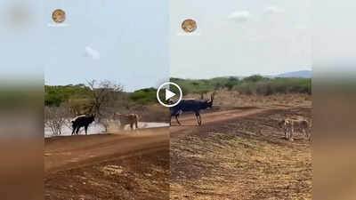 हारा वही जो लड़ा नहीं..., शेरनी-मगरमच्छ पर भारी पड़ गया हिरण, चाहकर भी कोई नहीं कर पाया शिकार, वीडियो वायरल