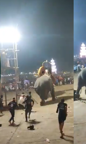 elephant berserk and chased in tharakkal temple festival kerala thrissur watch video