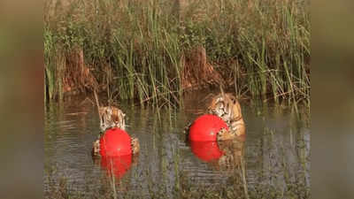 Too Cute to handle!  बॉल लेकर तालाब में चिल करने लगा Tiger, वायरल वीडियो ने लोग दिल जीत लिया