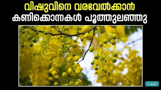 vishu 2024 kanikonna blooms in idukki high range areas