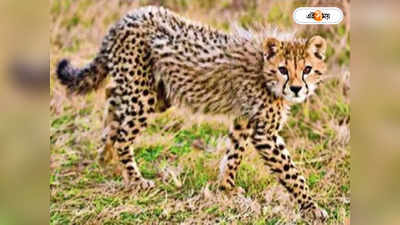 Kuno National Park Cheetah: কুনোয় জন্মানো প্রথম চিতা আজ পা রাখছে এক বছরে