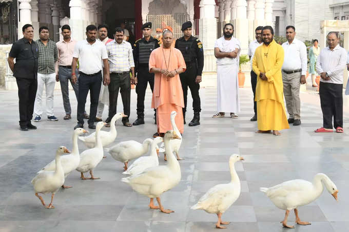 गोरखपुर प्रवास में योगी ने बतखों को दाना खिलाया
