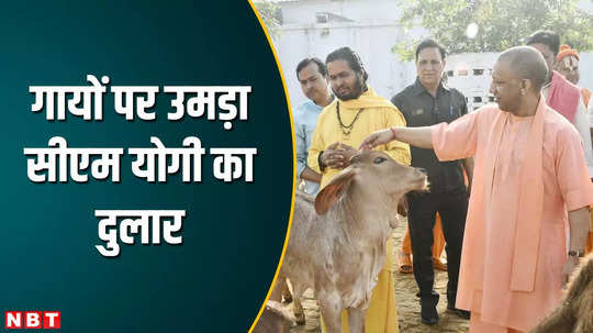 yogi adityanath feeding cows in gorakhnath temple gorakhpur news video latest update