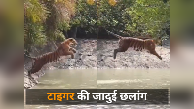 Tiger Majestic Jump: सुंदरवन में नदी पार करने के लिए टाइगर ने लगाई जादुई छलांग, वीडियो ने पब्लिक का दिल जीत लिया