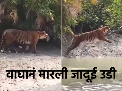 वाघानं एका उडीत पार केली भलीमोठी नदी, व्हिडीओ पाहून तुम्ही देखील व्हाल अवाक्