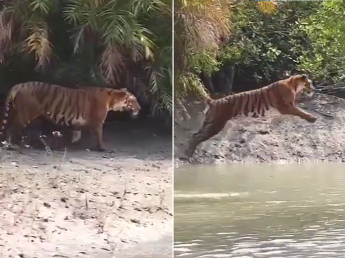 वाघ जेव्हा नदी स्वच्छ करतो