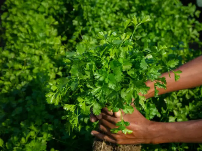 असा करा वापर