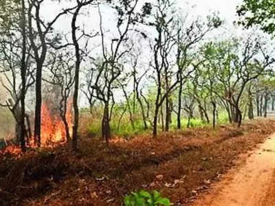 ಹಾಸನ ಜಿಲ್ಲೆಯಲ್ಲಿ ಬಿಸಿಲ ತಾಪ ಏರಿಕೆ; ಅರಣ್ಯದಲ್ಲಿ ಕಾಡ್ಗಿಚ್ಚು ಆತಂಕ