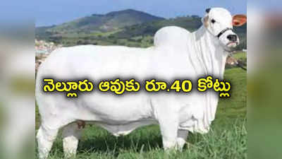 Nellore Cow: నెల్లూరు ఆవు ప్రపంచ రికార్డు.. రూ.40 కోట్లకు విక్రయం