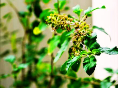 Things To Tulsi: ತುಳಸಿಗೆ ಈ 4 ವಸ್ತುಗಳನ್ನು ಅರ್ಪಿಸಿದರೆ ಅಪಾರ ಧನಲಾಭ.!