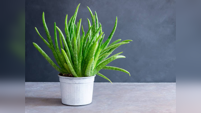 Aloe Vera Vastu Tips: ಅದೃಷ್ಟ, ಸಂಪತ್ತನ್ನು ಬೆಳಗಿಸುವ ಅಲೋವೆರಾ ಈ ಜಾಗದಲ್ಲಿದ್ದರೆ ತುಂಬಾ ಲಕ್ಕಿ!