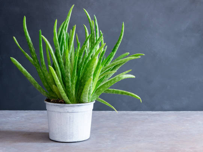 Aloe Vera Vastu Tips: ಅದೃಷ್ಟ, ಸಂಪತ್ತನ್ನು ಬೆಳಗಿಸುವ ಅಲೋವೆರಾ ಈ ಜಾಗದಲ್ಲಿದ್ದರೆ ತುಂಬಾ ಲಕ್ಕಿ!