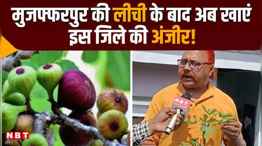 muzaffarpur farmer sanjay kumar told the method of fig farming