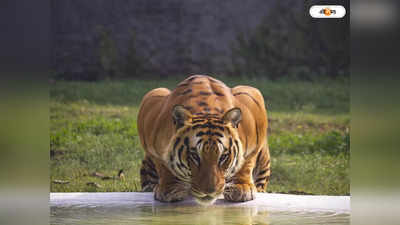 Javan Tiger : রোমহর্ষক লোম! অস্তিত্বহীন জাভান টাইগার জ়িন্দা হ্যায়?