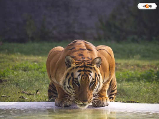 Javan Tiger : রোমহর্ষক লোম! অস্তিত্বহীন জাভান টাইগার জ়িন্দা হ্যায়?