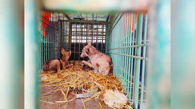 बहराइच में पिंजरे में कैद हुए दो भेड़‍िए, 4 गांवों में मचा रहे थे आतंक, हमलों में 2 लोगों की हो चुकी है मौत