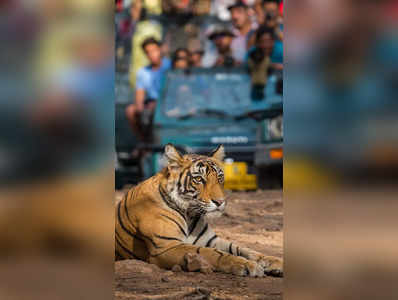 ஜங்கிள் சஃபாரி போகனுமா? இந்த இடங்களை மிஸ் பண்ணிடாதீங்க!