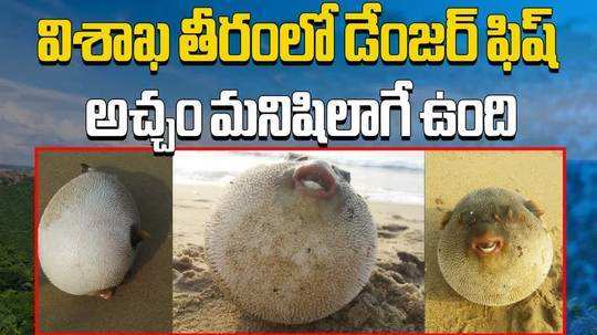 human face like puffer fish found in visakhapatnam coast