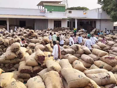 ಬ್ಯಾಡಗಿ ಮಾರುಕಟ್ಟೆಗೆ ಮೆಣಸಿನಕಾಯಿ ಆವಕ ಇಳಿಕೆ, ಆದರೆ ಶೀಥಲೀಕರಣ ಘಟಕಗಳಲ್ಲಿವೆ 30 ಲಕ್ಷ ಚೀಲ!