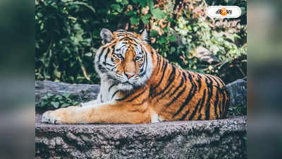 Royal Bengal Tiger : বাংলাদেশে কমছে বাঘের সংখ্যা, কারণ কী?