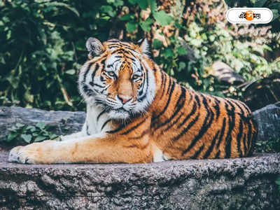 বাংলাদেশে কমছে বাঘের সংখ্যা, কারণ কী?