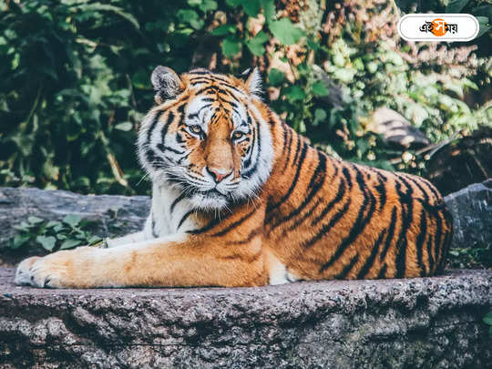 Royal Bengal Tiger : বাংলাদেশে কমছে বাঘের সংখ্যা, কারণ কী? 