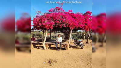वाह! बोगनवेलिया झाड़ पर की 12 साल मेहनत और बना डाला छायादार पेड़, आनंद महिंद्रा भी हो गए इम्प्रेस