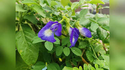 Aparajita Flower: অপরাজিতা ফুল দিয়ে এই টোটকা করুন, ঘুরবে ভাগ্যের চাকা! পাবেন শিবের আশীর্বাদ
