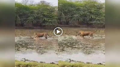 Ranthambore National Park: जान बचाने के लिए पानी में भागा हिरण लेकिन Tiger ने दबोच लिया, रेयर है यह वीडियो