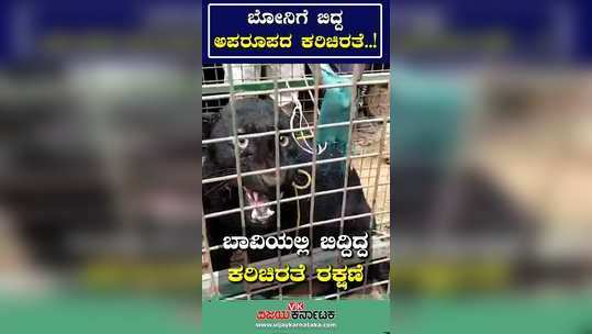 rescue of black panther which fell in well near mangaluru