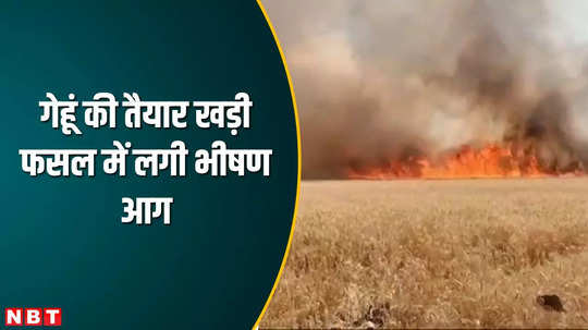 mp news massive fire broke out in standing wheat crop in sheopur more than 300 bighas of crops burnt to ashes