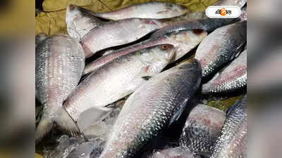 Bangladesh Hilsa Fish : বাংলাদেশ থেকে কী ভাবে ইলিশ নিয়ে আসা যায়? জানুন খুটিনাটি