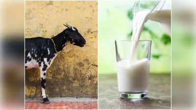 Goat Milk Benefits: গোরু নয়, এবার থেকে খান ছাগলের দুধ! তাতেই বশে থাকবে একাধিক ভয়ঙ্কর অসুখ