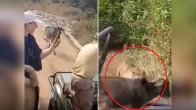 Ranthambore Viral Video: रणथंभौर नेशनल पार्क में टाइगर का वीडियो बना रहे थे टूरिस्ट, तभी गाय के साथ हुआ ऐसा हादसा कि लोग देखते रह गए