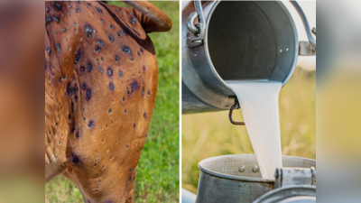 Lumpy Skin Disease: क्या है यह अजीब बीमारी जिससे अब तक मर चुकी 1 लाख गाय, दूध पियें या नहीं?