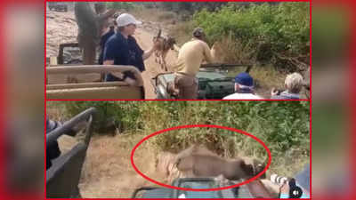 Tiger Attacks Cow: ಪ್ರವಾಸಿಗರ ಹತ್ತಿರದಲ್ಲೇ ದನದ ಮೇಲೆ ಹುಲಿ ದಾಳಿ! : ಎದೆ ಧಗ್ ಎನ್ನುವಂತೆ ಮಾಡುವ ದೃಶ್ಯವಿದು