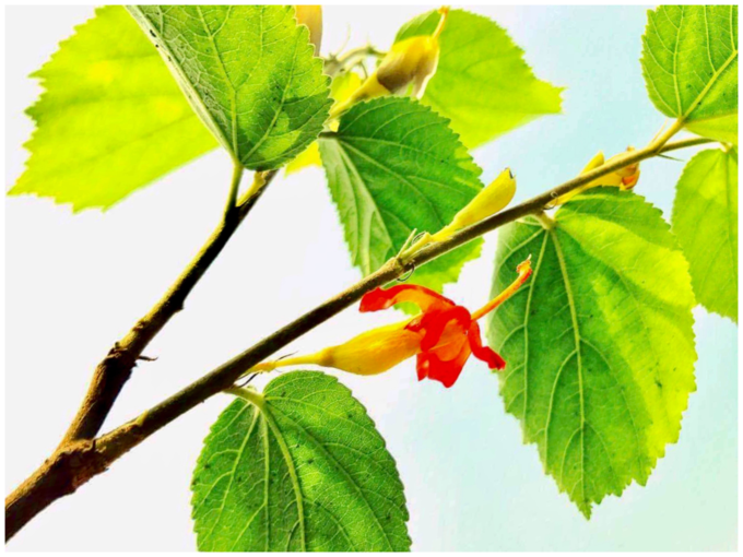 ಮಧುನಾಶಿನಿ (Gymnema Sylvestre) 