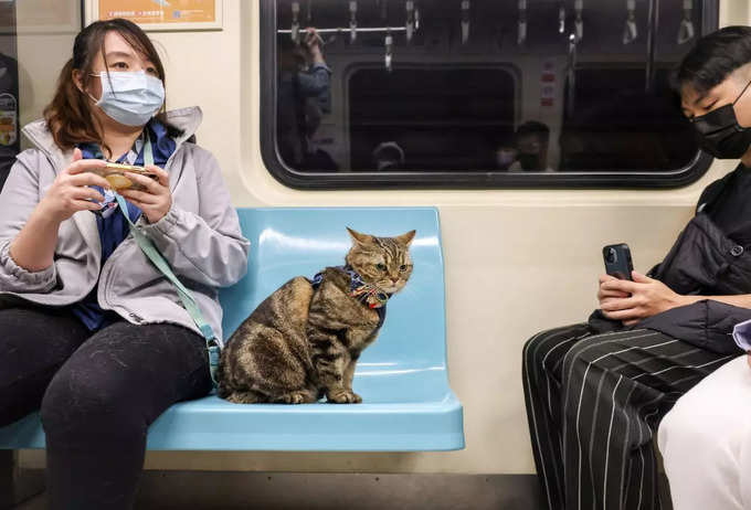 ताइवान की मेट्रो में पालतू बिल्ली के साथ महिला.