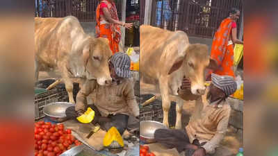 Cow-Human Friendship: सब्जी बेचने वाले पर गाय ने लुटाया इतना प्यार, वीडियो देखकर यूजर्स बोले- दिल से अमीर यही हैं!