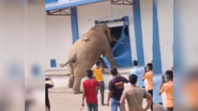 Elephants Video: भूख से परेशान हाथी ने चिंघाड़ते हुए गोदाम पर किया अटैक, सूंड से कागज की तरह फाड़ दिया शटर, वीडियो वायरल