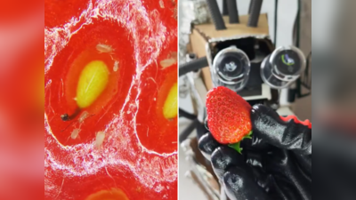 Strawberry Insects Video: कभी स्ट्रॉबेरी को माइक्रोस्कोप से देखा है? इस वायरल वीडियो ने लोगों की आंखे खोल दी