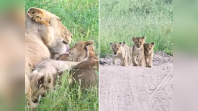 Jungle Ka Video: शेरनी से बिछड़ गए थे बच्चे, जब मिले तो ऐसे लुटाया प्यार, खूंखार शिकारी की ममता देखकर लोग भावुक हो गए