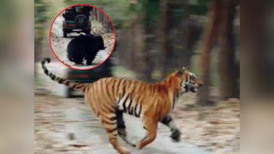 Pilibhit Tiger Reserve Ka Video: पीलीभीत टाइगर रिजर्व में दिखा रोमांचक नजारा, भालू और टाइगर की मुठभेड़ का वीडियो वायरल
