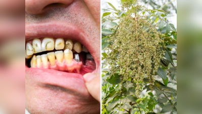 दातांचा पिवळेपणा, कीड, तोंडाची दुर्गंधी मुळापासून उपटून काढेल चायनीज वनस्पती, दुधासारखे चमकतील दात