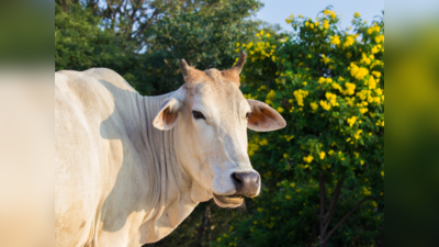 Kamdhenu : कामधेनु और नंदिनी से हो रही इस गाय की तुलना, जानें पुराण प्रसिद्ध कामधेनु की खूबियां