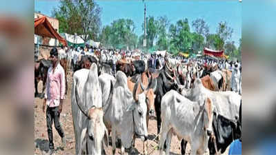 फुलंब्रीत दुष्काळाच्या झळा; केवळ पाण्याअभावी बैलांबरोबरच दुभत्या जनावरांचीही विक्री